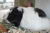 adoptable Guinea Pig in Sanford, FL named SCRATCHY