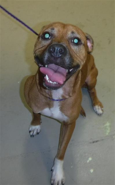 adoptable Dog in Sanford, FL named RICA