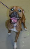 adoptable Dog in Sanford, FL named RICA