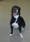 adoptable Dog in Sanford, FL named CASCADE