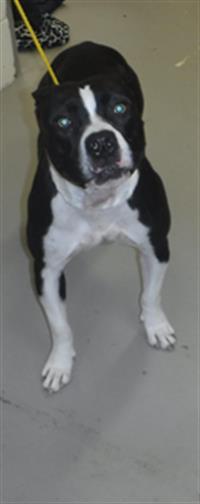 adoptable Dog in Sanford, FL named COOKIE