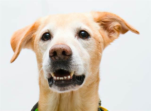 adoptable Dog in Sanford, FL named CRATER