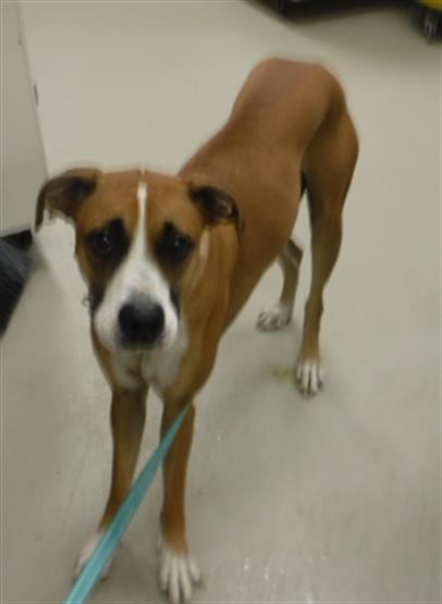 adoptable Dog in Sanford, FL named YEAGER