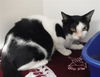 adoptable Cat in Sanford, FL named OREO