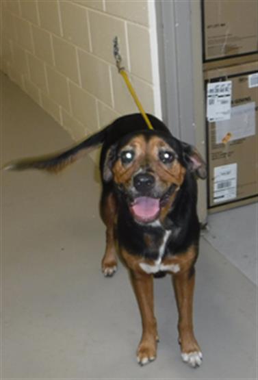 adoptable Dog in Sanford, FL named MAXIE