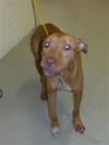 adoptable Dog in Sanford, FL named DAPHNE