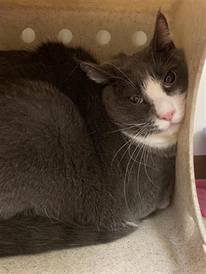 adoptable Cat in Sanford, FL named HOBBS