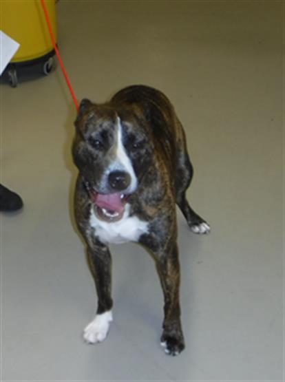 adoptable Dog in Sanford, FL named TIGER