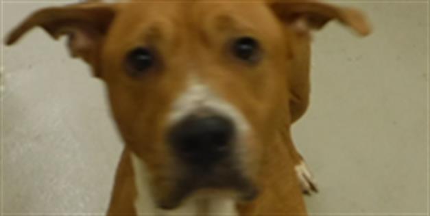 adoptable Dog in Sanford, FL named ROVER