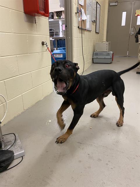 adoptable Dog in Sanford, FL named ELIJAH