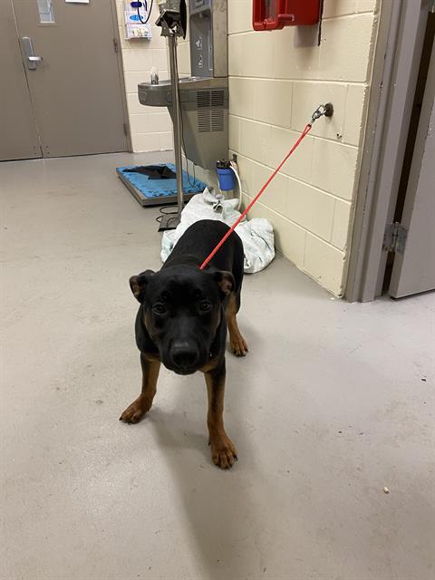 adoptable Dog in Sanford, FL named SPRINKLER