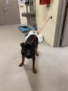 adoptable Dog in , FL named SPRINKLER