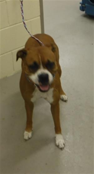 adoptable Dog in Sanford, FL named RHONDA