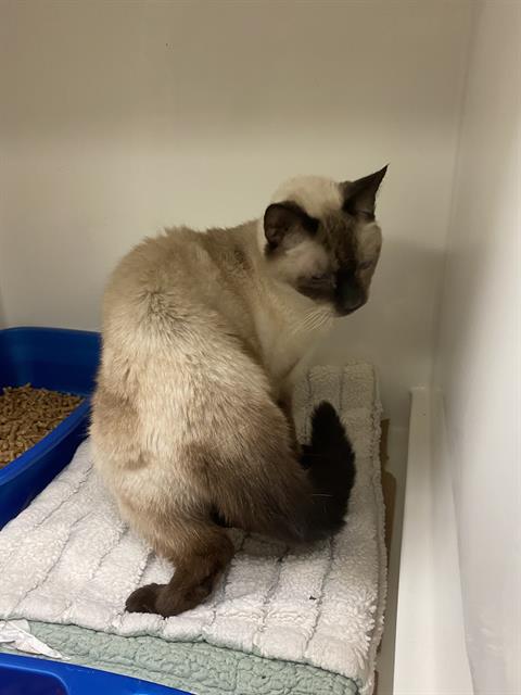 adoptable Cat in Sanford, FL named SIMON