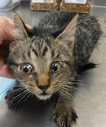 adoptable Cat in Sanford, FL named JULIETTE