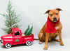 adoptable Dog in  named GLORIA