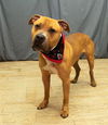 adoptable Dog in  named SIMBA