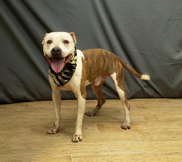 adoptable Dog in Sanford, FL named MAX