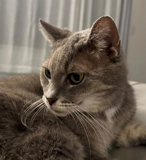 picture of the cat needing adoption