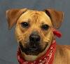 adoptable Dog in  named RIVER