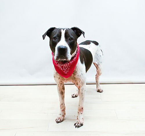picture of the dog needing adoption