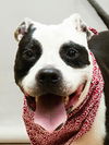 adoptable Dog in  named ATHENA