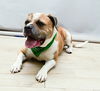 adoptable Dog in  named LINCOLN