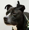 adoptable Dog in  named BABAR