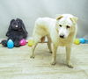 adoptable Dog in  named MINK