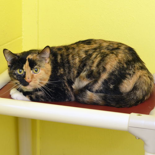 picture of the cat needing adoption