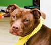 adoptable Dog in  named PENNY