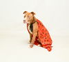 adoptable Dog in  named LOGAN
