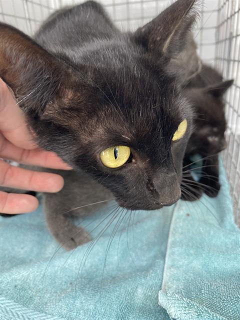 picture of the cat needing adoption