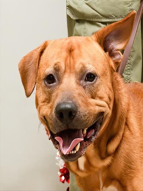 adoptable Dog in Sanford, FL named BUDDY