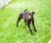 adoptable Dog in  named MILO