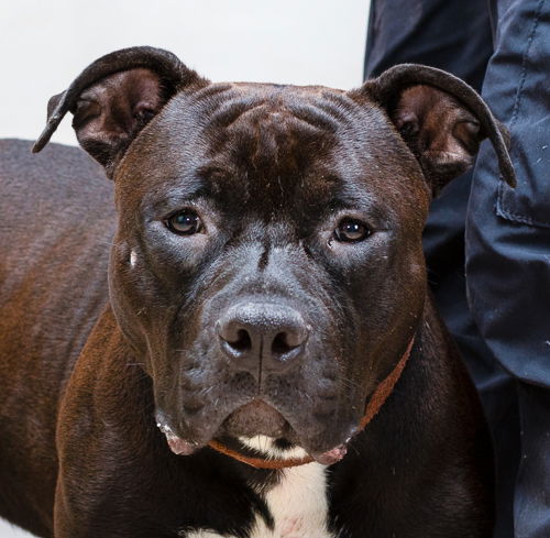 adoptable Dog in Sanford, FL named BENNY