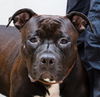 adoptable Dog in  named BENNY