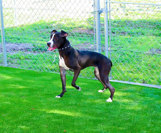 adoptable Dog in Sanford, FL named CHLOE