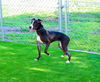 adoptable Dog in  named CHLOE