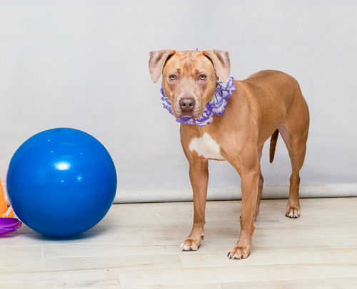 adoptable Dog in Sanford, FL named LOLA