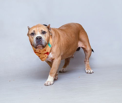 adoptable Dog in Sanford, FL named LUCAS