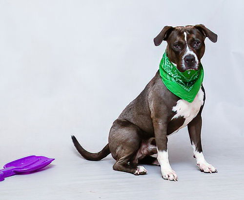 adoptable Dog in Sanford, FL named JAMES
