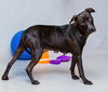 adoptable Dog in  named ONYX