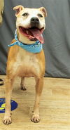 adoptable Dog in  named KAYA