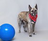 adoptable Dog in  named DAKOTA