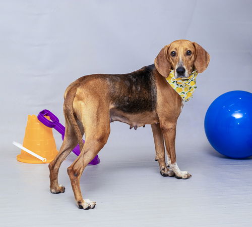 adoptable Dog in Sanford, FL named BEA