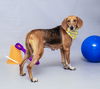 adoptable Dog in  named BEA