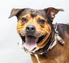 adoptable Dog in  named AUSTIN