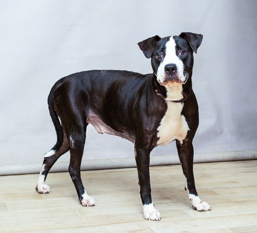 adoptable Dog in Sanford, FL named GIGI