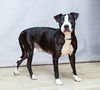 adoptable Dog in  named GIGI